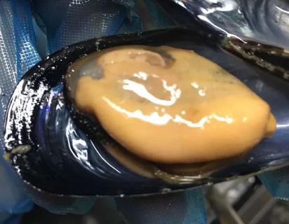 cozze-a-messina-sacom