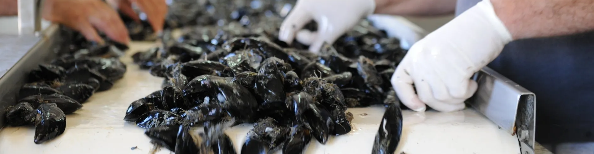 header-molluschicoltura-messina-sacom