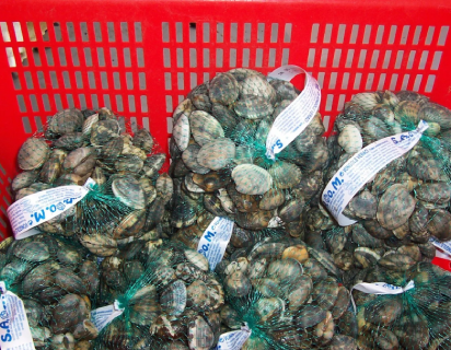 vongole-a-messina-sacom-(1)