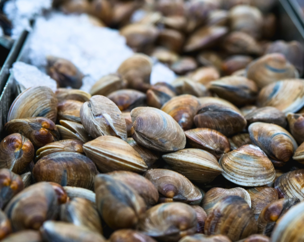 vongole-a-messina-sacom-(2)