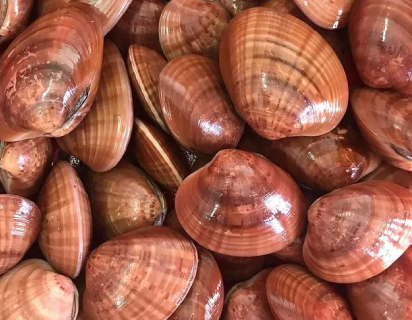 vongole-a-messina-sacom-(2)